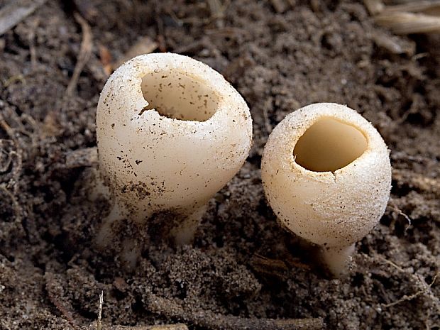 chriapač sosnový Helvella leucomelaena (Pers.) Nannf.