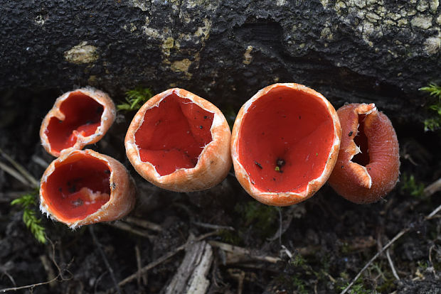 ohnivček zimný Microstoma protractum (Fr.) Kanouse