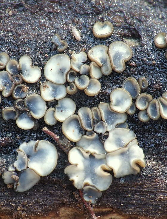 molízia Mollisia sp.