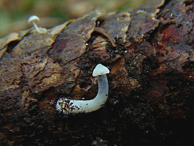 prilbička šišková Mycena strobilicola J. Favre & Kühner