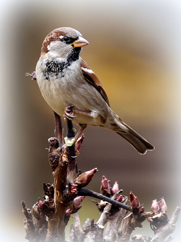 vrabec domový ♂ Passer domesticus