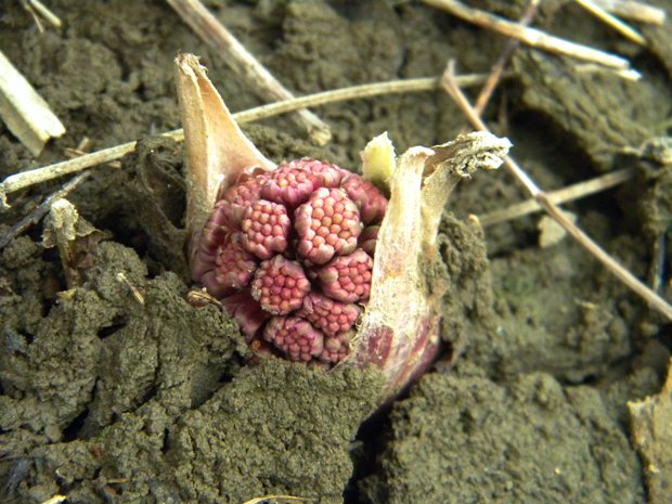 deväťsil lekársky Petasites hybridus (L.) P. Gaertn., B. Mey. et Scherb.