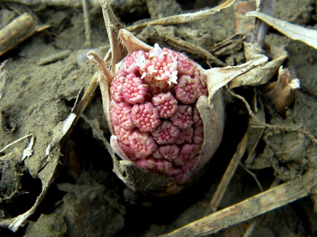 deväťsil lekársky Petasites hybridus (L.) P. Gaertn., B. Mey. et Scherb.