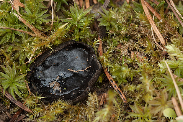 misôčka černastá Pseudoplectania nigrella (Pers.) Fuckel