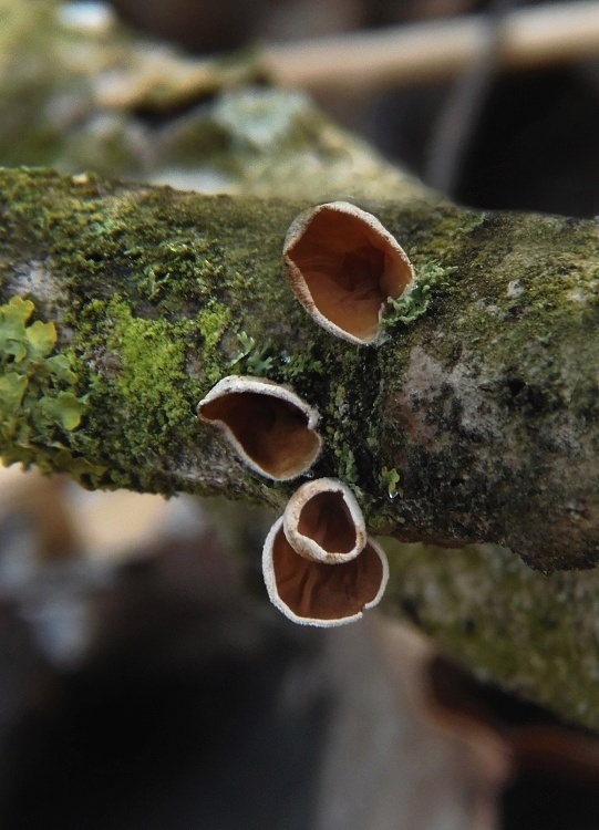 škľabka plstnatá Schizophyllum amplum (Lév.) Nakasone