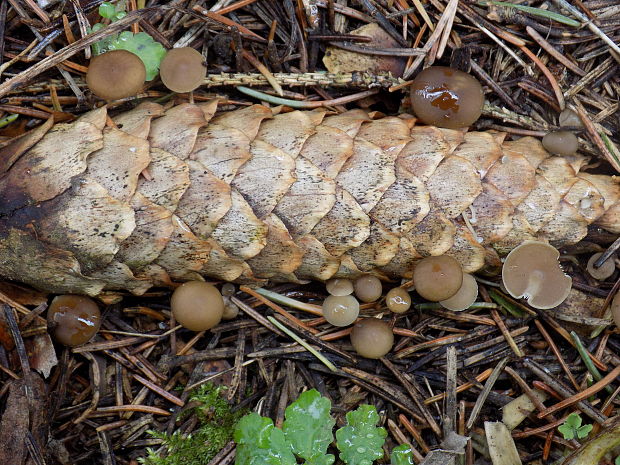 peniazočka smreková Strobilurus esculentus (Wulfen) Singer