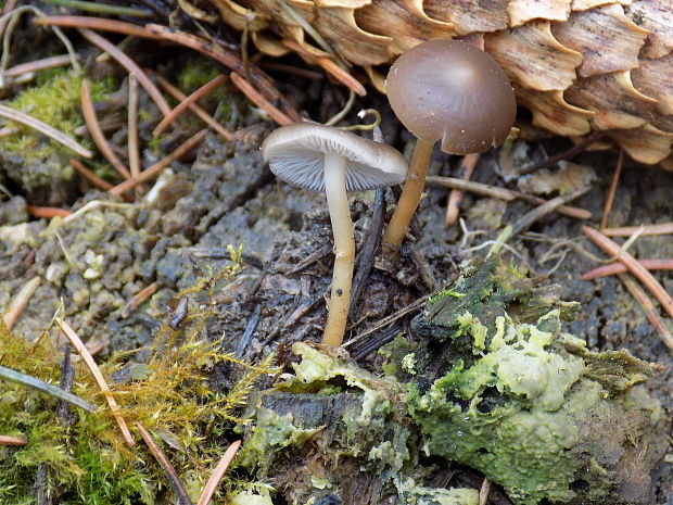 peniazočka Strobilurus sp.