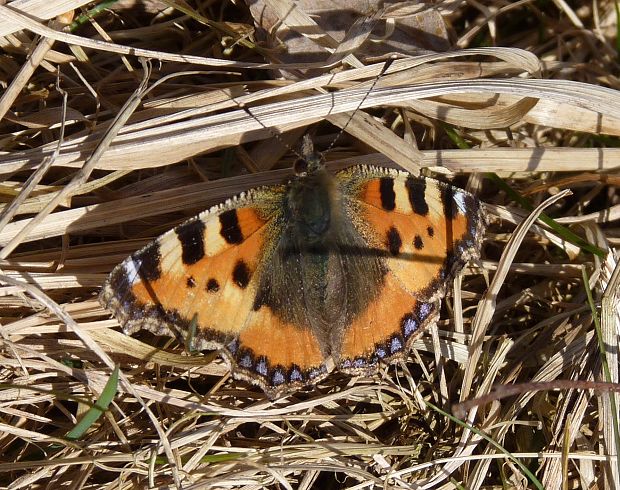 babôčka pŕhľavová / babočka kopřivová Aglais urticae