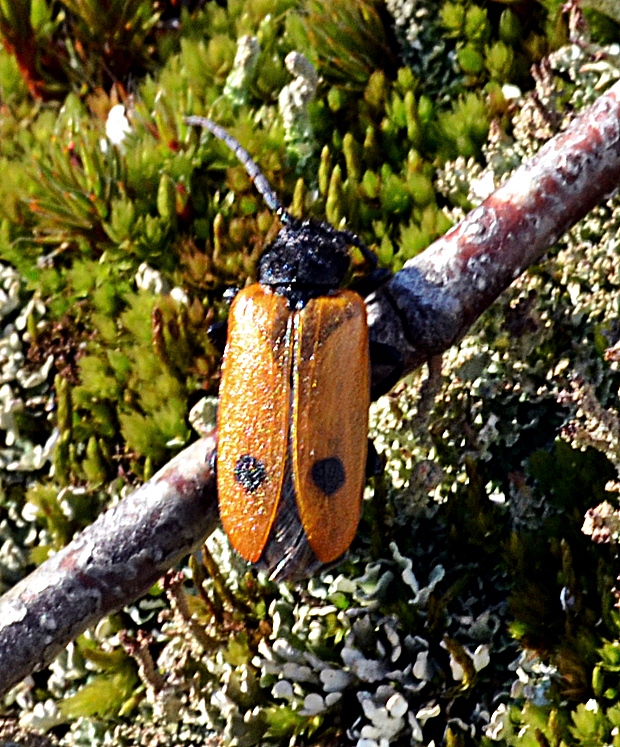 majkovité Apalus bimaculatus, Meloidae