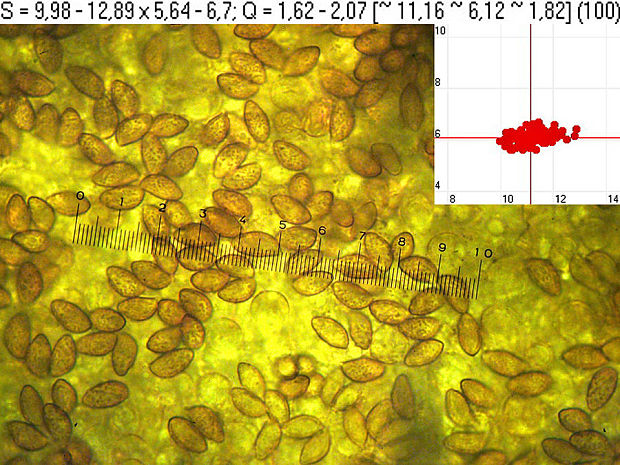 pavučinovec živofialový Cortinarius lividoviolaceus (Rob. Henry ex M.M. Moser) M.M. Moser
