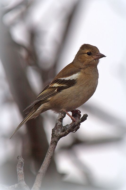 pinka lesná ♀ Fringilla coelebs