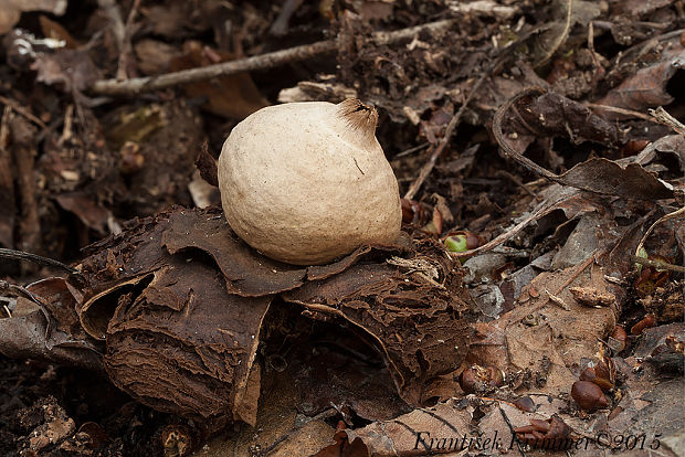 hviezdovka trojitá Geastrum triplex Jungh.