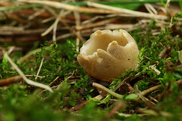 chriapač sosnový Helvella leucomelaena (Pers.) Nannf.