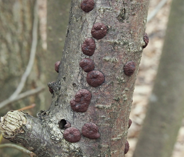 drevovček hnedý Hypoxylon fuscum (Pers.) Fr.