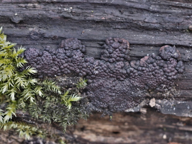 drevovček mnohotvarý Jackrogersella multiformis (Fr.) L. Wendt, Kuhnert & M. Stadler