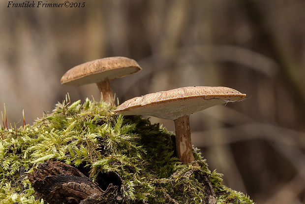 trúdnik zimný Lentinus brumalis (Pers.) Zmitr.