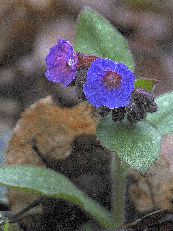 pľúcnik lekársky Pulmonaria officinalis L.