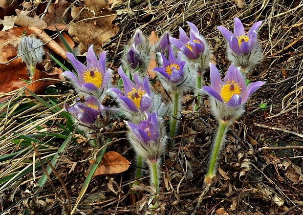 poniklec veľkokvetý Pulsatilla grandis Wender.