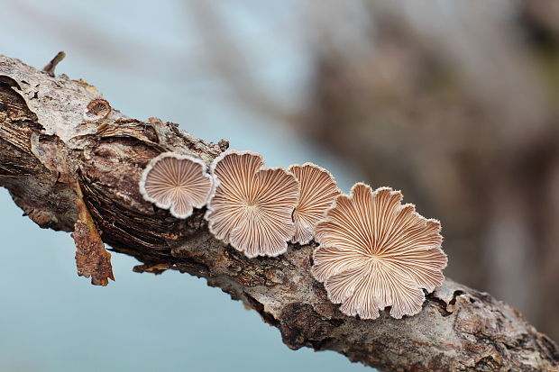 klanolupeňovka obyčajná Schizophyllum commune Fr.