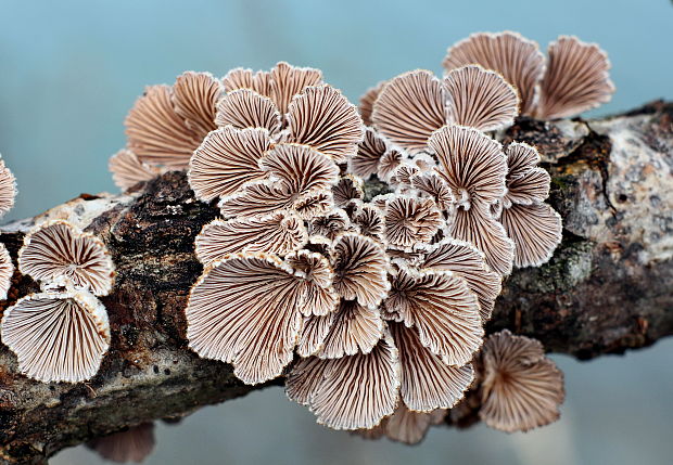 klanolupeňovka obyčajná Schizophyllum commune Fr.