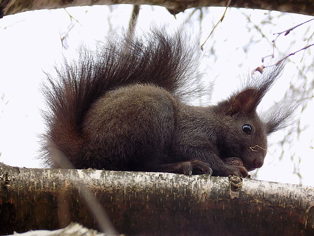 veverička. Sciurus vulgaris