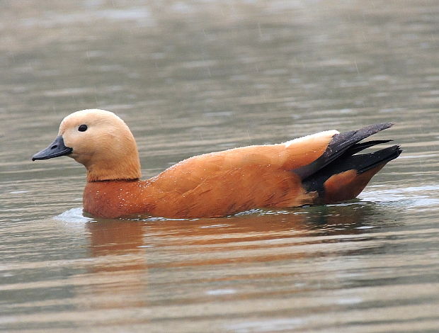 husice rezavá Tadorna ferruginea