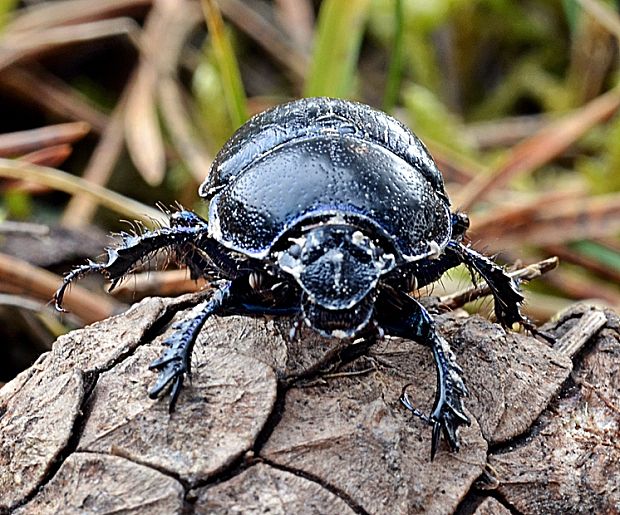 lajniak Anoplotrupes stercorosus