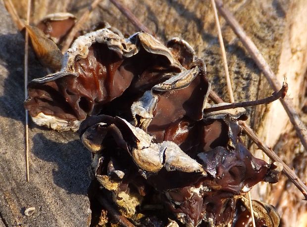 uchovka pásikavá Auricularia mesenterica (Dicks.) Pers.