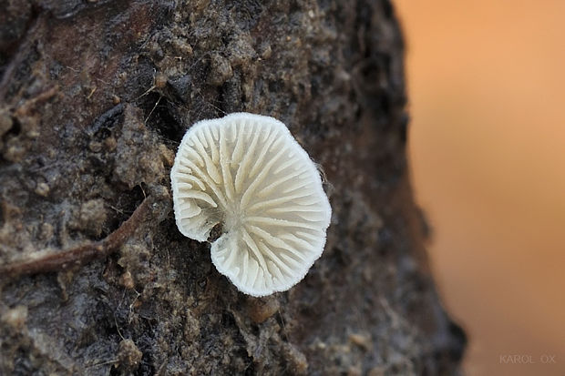 machovka Hobsonova Clitopilus hobsonii (Berk.) P.D. Orton