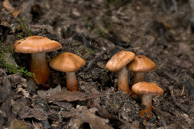 pavučinovec Bulliardov Cortinarius bulliardii (Pers.) Fr.