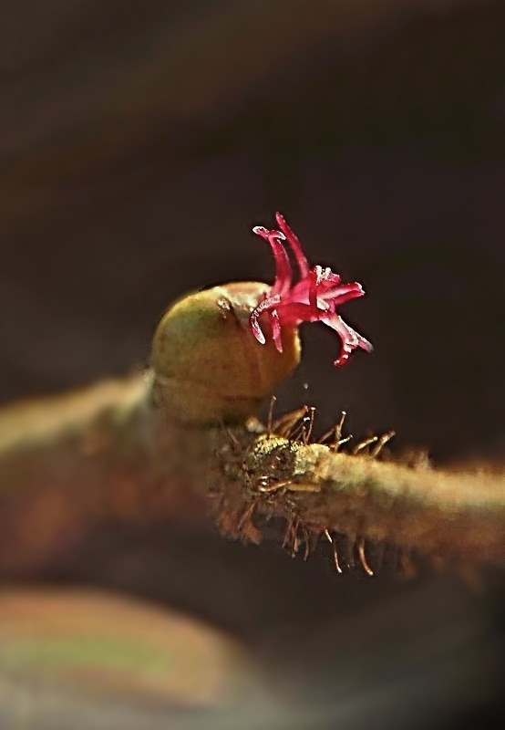 lieska obyčajná Corylus avellana L.