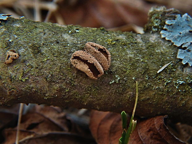 dutinovka otrubnatá Encoelia furfuracea (Roth) P. Karst.