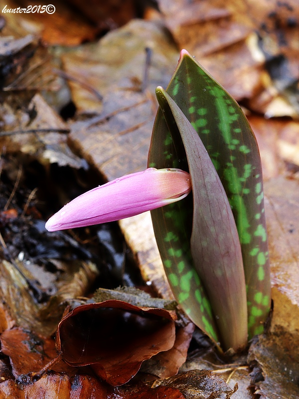 kandik psí Erythronium dens-canis L.