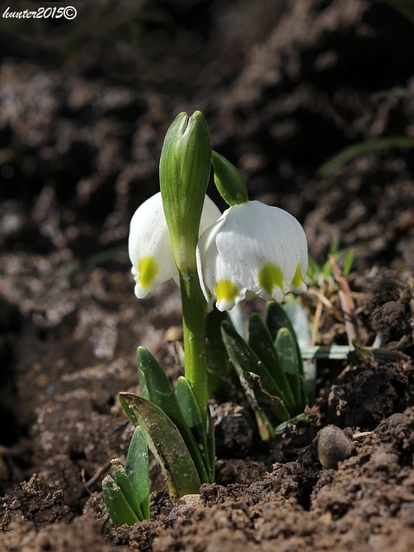 bleduľa jarná Leucojum vernum L.