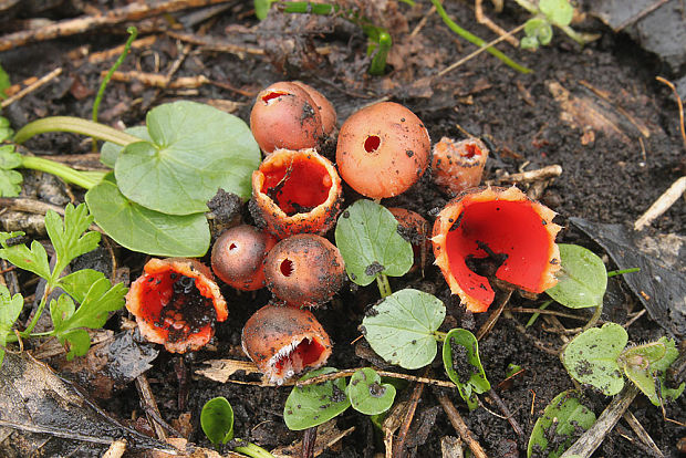 ohnivček zimný Microstoma protractum (Fr.) Kanouse