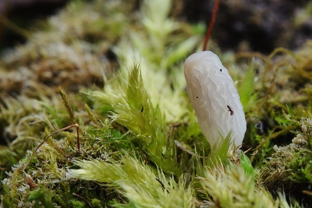 smrčok kužeľovitý Morchella conica Pers.