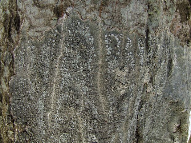 pertusária belavá Pertusaria albescens var. albescens (Huds.) M. Choisy & Werner