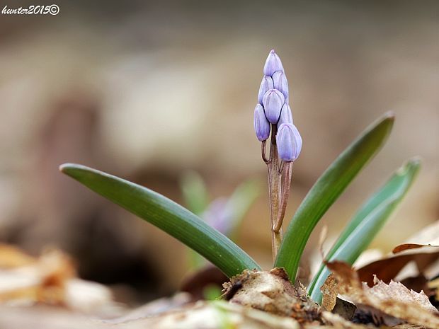 scila karpatská Scilla kladnii Schur