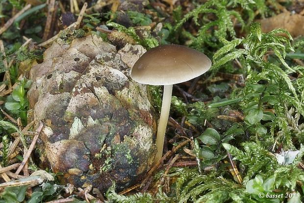 peniazočka smreková Strobilurus esculentus (Wulfen) Singer