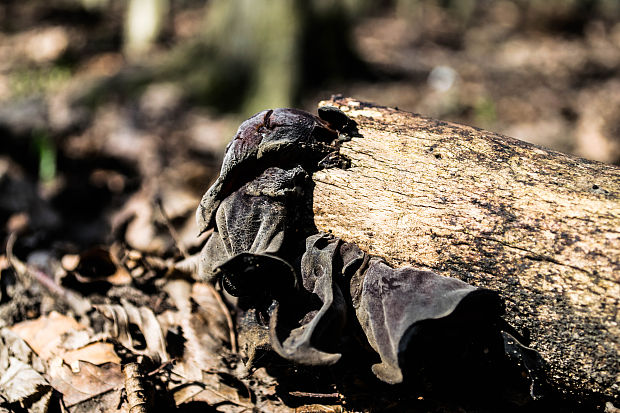 uchovec bazový Auricularia auricula-judae (Bull.) Quél.