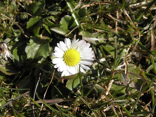 sedmokráska obyčajná Bellis perennis L.