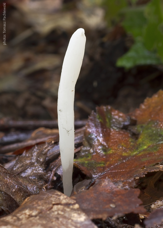 kyjačik Clavaria falcata Pers.