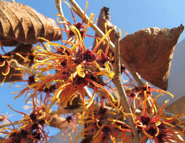 hamamel mäkký Hamamelis mollis Forbes & Hemsley