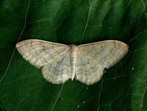 piadica lesná (sk) / žlutokřídlec lesní (cz) Idaea deversaria Herrich-Schäffer, 1847