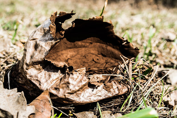 rozpadavec dlabaný Lycoperdon utriforme Bull.