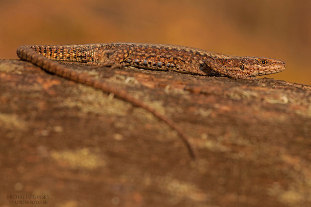 Jašterica múrová Podarcis muralis