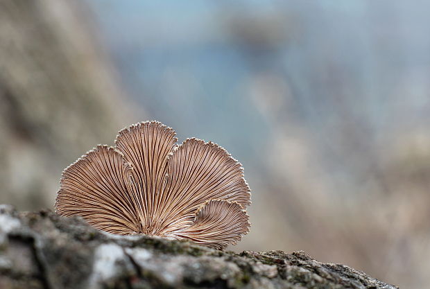 klanolupeňovka obyčajná Schizophyllum commune Fr.