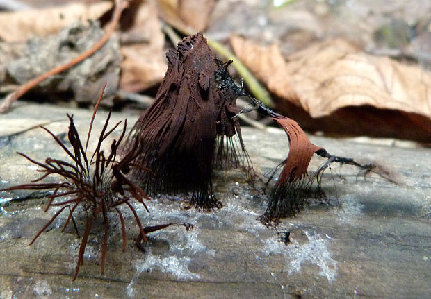 pazderka Stemonitis sp.