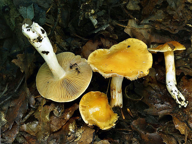 pavučinovec žlčový Cortinarius vibratilis (Fr.) Fr.