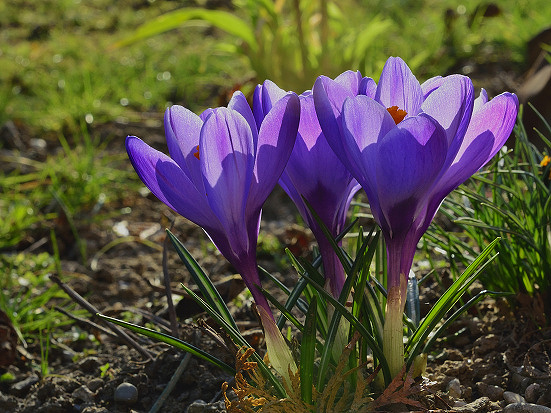 krokus Crocus sp.